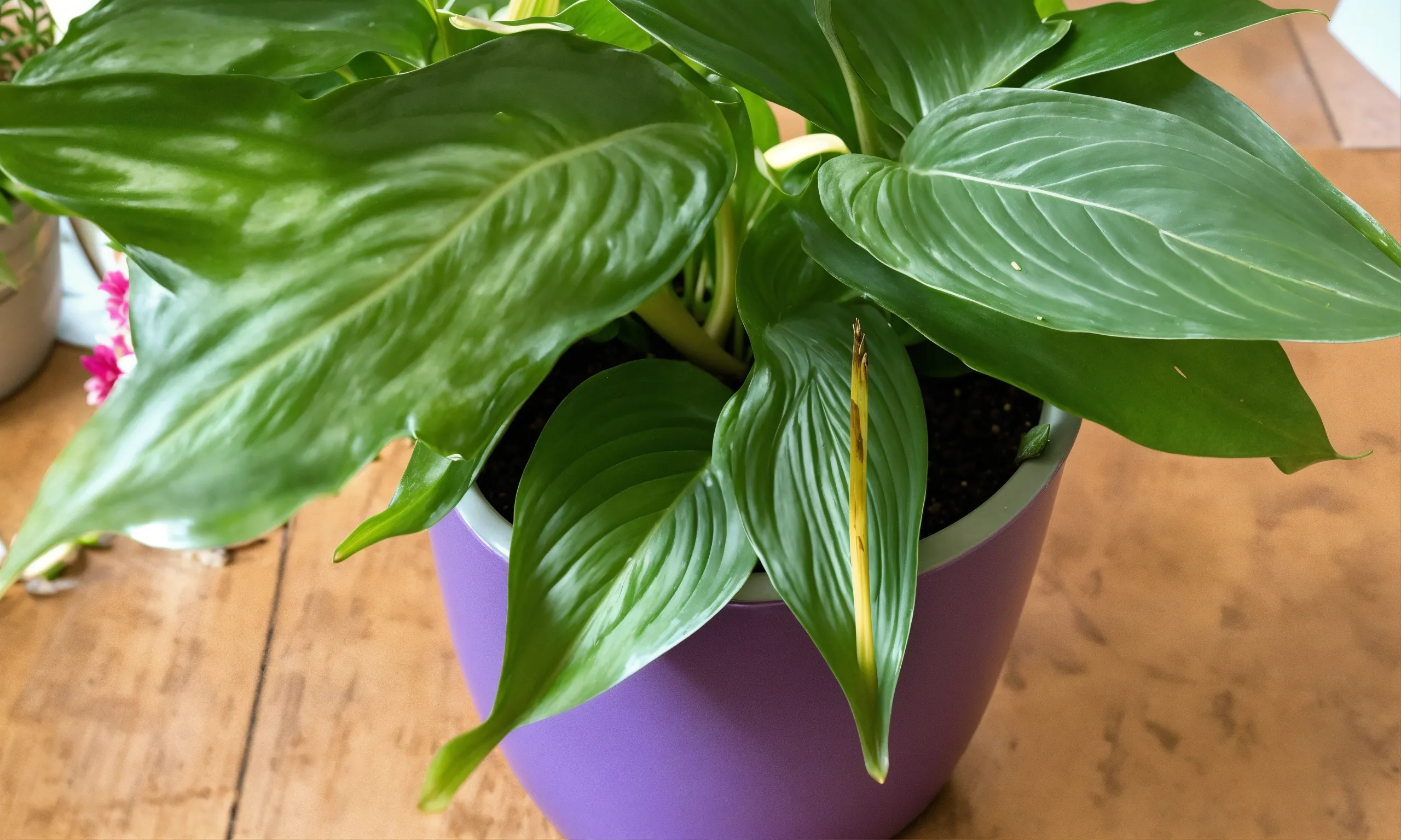 Modern plant display